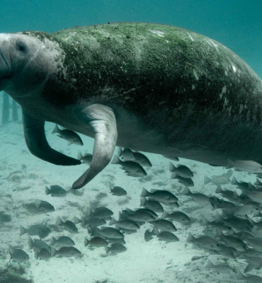 Peixe-boi: Saiba mais sobre os gigantes que povoam a costa alagoana