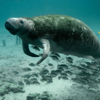 Peixe-boi: Saiba mais sobre os gigantes que povoam a costa alagoana