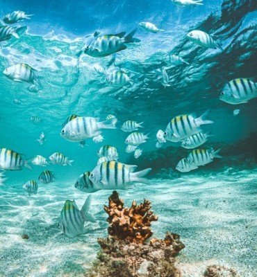 Conheça as piscinas naturais de Maragogi!