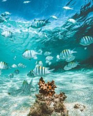 Conheça as piscinas naturais de Maragogi!